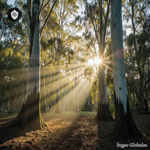 Eucalyptus sugar spheres in precise orb format for energetic homeopathic (nonmedical) dry-form presentation and physical remedy storage