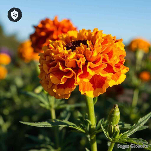 French Marigold sugar spheres in pellet form for standardized energetic homeopathic (nonmedical) dry-format presentation