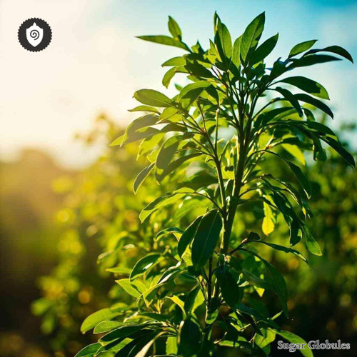 Khat sugar granules in spherical form, standard size for energetic homeopathic (nonmedical) remedy presentation and dry storage