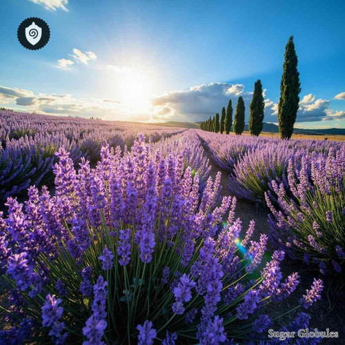Lavender sugar spheres in precise orb format for energetic homeopathic (nonmedical) dry-form presentation and storage