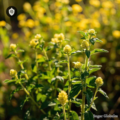 Mugwort sugar granules presented in uniform orb form for energetic homeopathic (nonmedical) physical remedy packaging