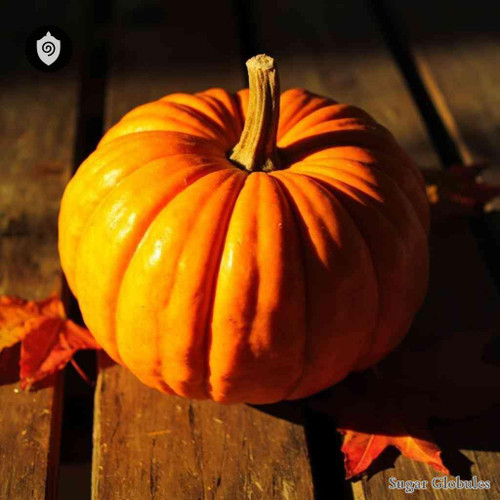 Squash Acorn sugar spheres in spherical format for energetic homeopathic (nonmedical) dry-form presentation and physical remedy listing