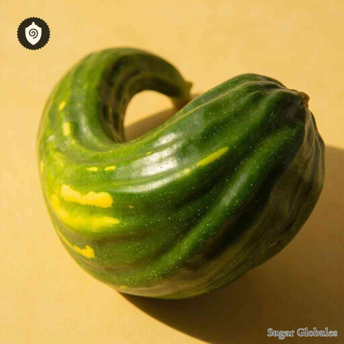 Squash Crookneck sugar spheres in consistent orb format for energetic homeopathic (nonmedical) dry-form presentation and storage