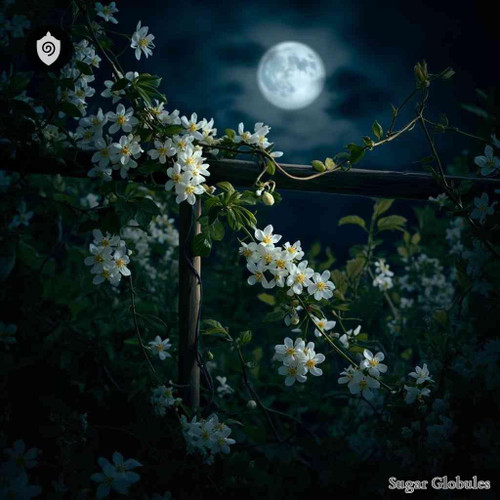 Star Jasmine sugar spheres in granular orb format for energetic homeopathic (nonmedical) physical remedy presentation