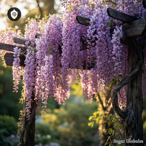 Wisteria Chinese sugar granules in spherical format for energetic homeopathic (nonmedical) dry-form presentation and storage