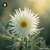 Actinotus Helianthi sugar spheres presented in precise granule form for standardized energetic homeopathic (nonmedical) remedy storage