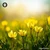 Adonis Vernalis sugar orbs in spherical granule form for energetic homeopathic (nonmedical) physical presentation and storage