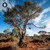 Allocasuarina Inophloia sugar spheres in precise granule format for energetic homeopathic (nonmedical) dry-form presentation
