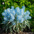Amsonia Tabernaemontana sugar spheres in uniform orb form for energetic homeopathic (nonmedical) dry-form presentation
