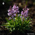 Arabis Procurrens sugar spheres in uniform orb form for energetic homeopathic (nonmedical) dry-form presentation and storage