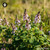 Calamintha Officinalis sugar spheres in standard orb format for energetic homeopathic (nonmedical) dry-form presentation