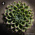Caralluma Dummeri sugar spheres in precise orb form for standardized energetic homeopathic (nonmedical) dry presentation