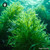 Caulerpa Taxifolia sugar spheres in compact orb form for energetic homeopathic (nonmedical) dry-formulated presentation