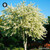 Chionanthus Virginicus sugar spheres in precise orb form for energetic homeopathic (nonmedical) dry presentation and standardized sizing