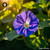 Clitoria Ternatea sugar spheres in compact orb form for energetic homeopathic (nonmedical) dry-form presentation and storage