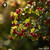 Cotoneaster Glacialis sugar spheres in precise orb format for energetic homeopathic (nonmedical) dry-form safe storage