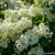 Deutzia Compacta sugar spheres in spherical pellet form for energetic homeopathic (nonmedical) dry formulation presentation