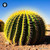Echinocactus Grusonii sugar spheres in precise orb format for energetic homeopathic (nonmedical) dry-form presentation