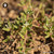 Euphorbia Prostata sugar granules in round orb form for compact energetic homeopathic (nonmedical) dry-form presentation