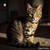 Felis Sylvestris Domestica - Pel Felis sugar spheres in compact orb format for energetic homeopathic (nonmedical) physical presentations