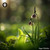 Fritillaria Cirrhosa sugar spheres in orb format for energetic homeopathic (nonmedical) dry-form presentation and storage