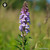 Hesperis Matronalis sugar spheres in consistent orb format for energetic homeopathic (nonmedical) dry-form presentation