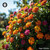 Lantana Camara sugar spheres in compact orb format for energetic homeopathic (nonmedical) physical pellet presentation