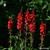 Lobelia Cardinalis sugar spheres in orb format, uniform size for energetic homeopathic (nonmedical) dry-form presentation