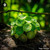 Lophophytum Leandri - Flor De Piedra sugar granules in small orb form for energetic homeopathic (nonmedical) solid presentation