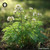 Meum Athamanticum sugar spheres in precise orb form for energetic homeopathic (nonmedical) dry-form presentation and physical remedy listing