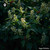 Sarcococca Pruniformis sugar orbs in consistent spherical form for energetic homeopathic (nonmedical) dry-form presentation