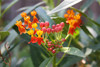 Butterfly Weed