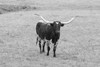 Black and White Longhorn