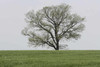 Tree in a Green Field