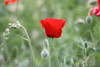 Poppies 1