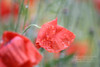 Poppies 4