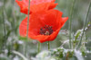 Poppies 5