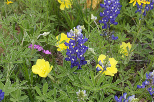 Texas Wildflowers 1