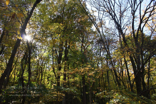 Tennessee Trees