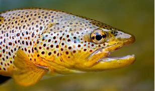 Trout Fishing Rules and Regulations