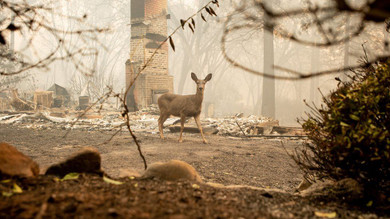 Wild Animal Survival is Threatened Amid Wildfires