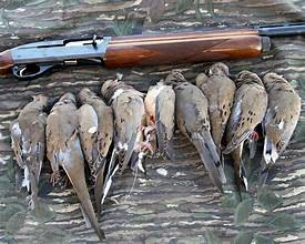 Hunting Dove, Mourning Love