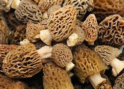 Turkey With a Side of Truffles