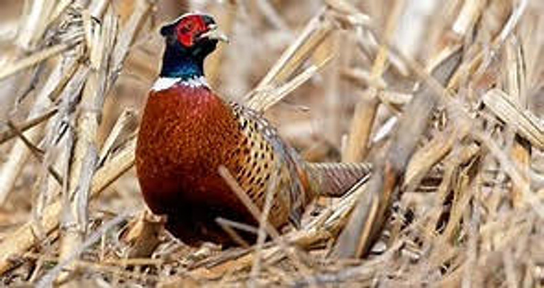 The Thrill of Pheasant Hunting in South Dakota: A Guide to Opening Season