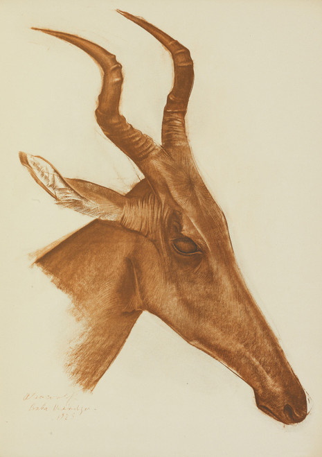 Gallery Edition study of Alexandre Jacovleff's Antilope Jackson (Am Dafok).