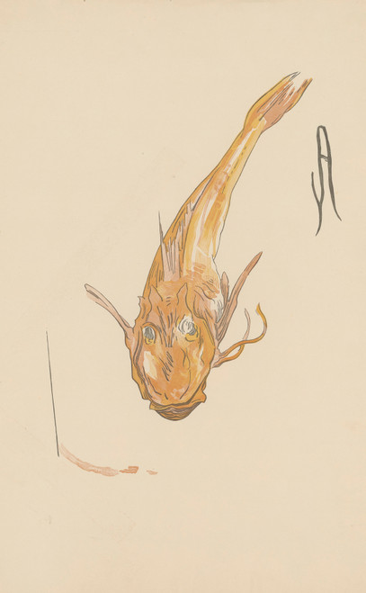 Gallery Edition study of Amédée Joyau's Rouget-Grondin.