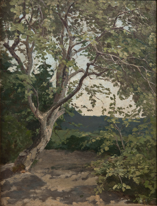 Gallery Edition study of Anna Nordlander's A Tree. Study.