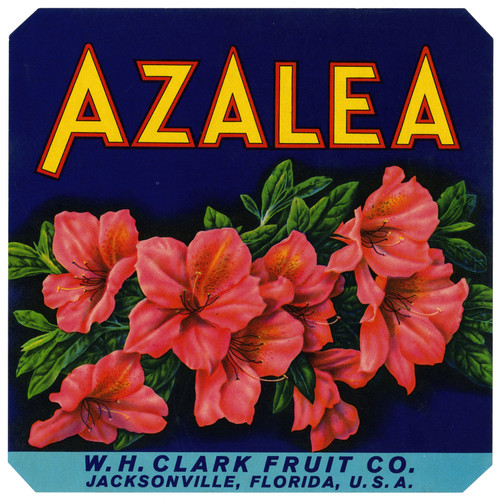 Gallery Edition study of Anonymous's Azalea Fruit Label.