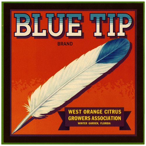 Gallery Edition study of Anonymous's Blue Tip Brand Citrus Label.