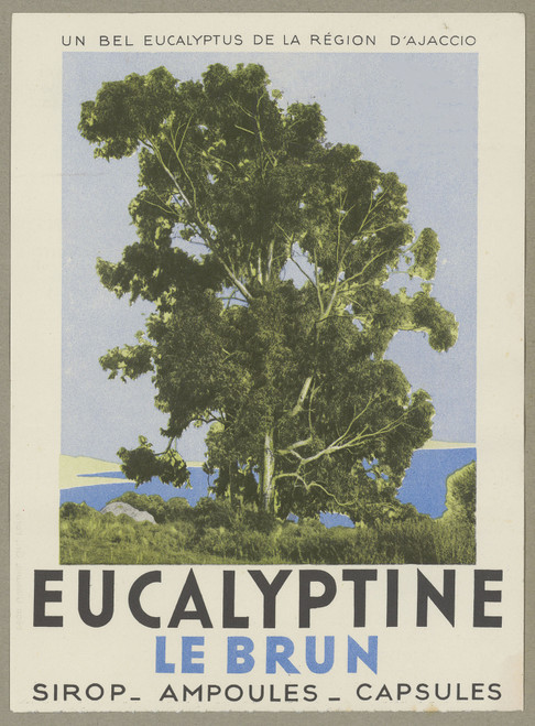 Gallery Edition study of Anonymous's Eucalyptine Le Brun.